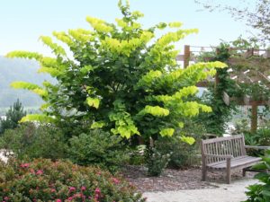 Hearts of Gold Redbud