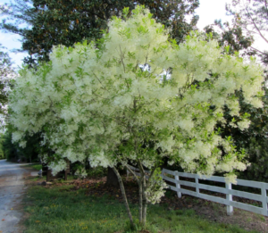 American fringe tree