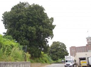 The northernmost magnolia can be seen in the foreground, with the other tree in the background. Ponce City Market is in the background on the right.