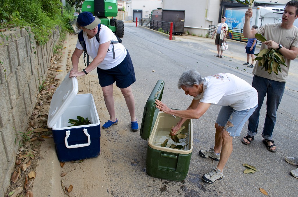 Volunteers dipped the cuttings in water, then placed them in a dry storage cooler - one cooler for each trees cuttings.