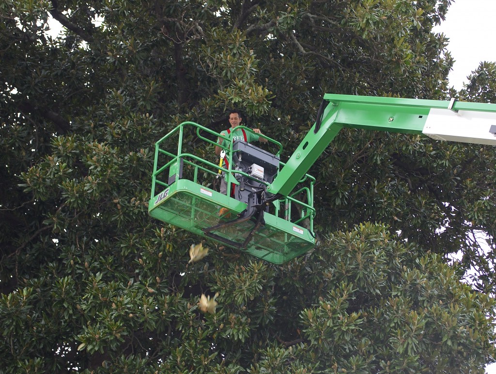 Levine tosses the cuttings down to volunteers who collect them.