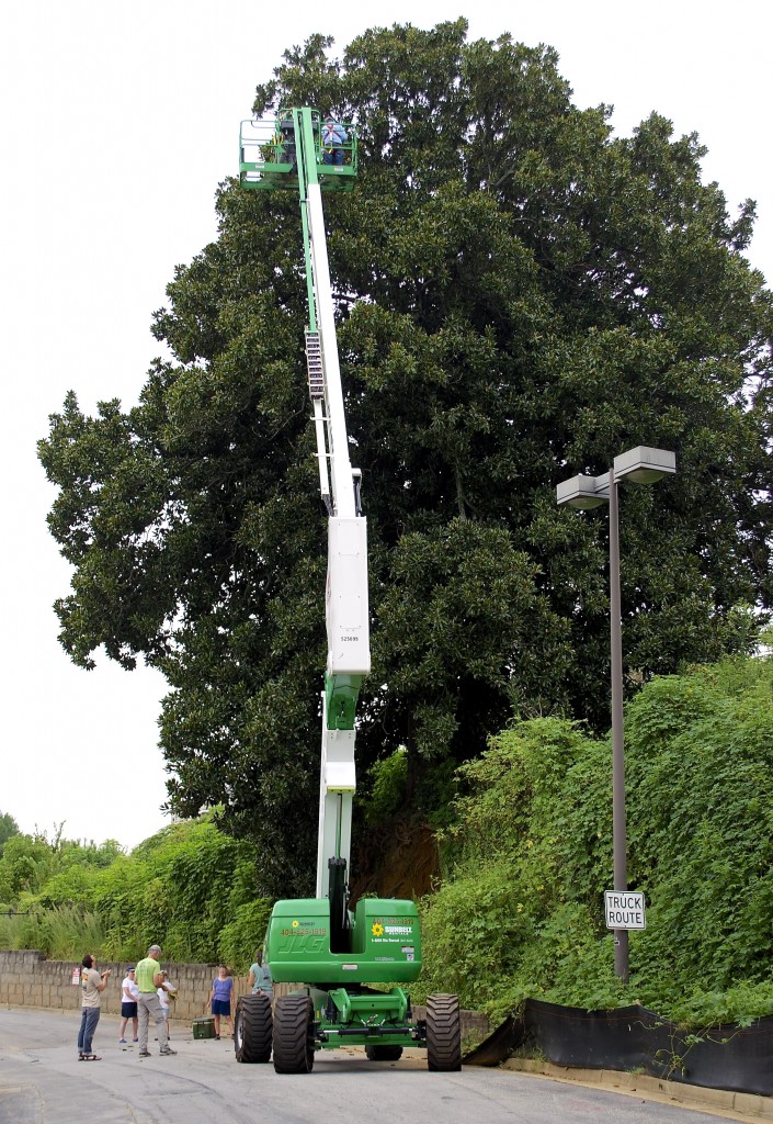 Cherry picker at about the full extent of its reach. The best cuttings come from new growth at the top of the tree.