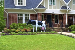 The Lanier Blvd. bovine - a Holstein, to be specific.