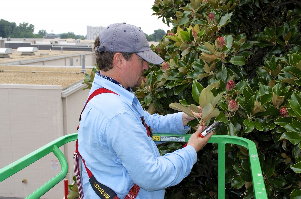 Redeker inspects a cutting.