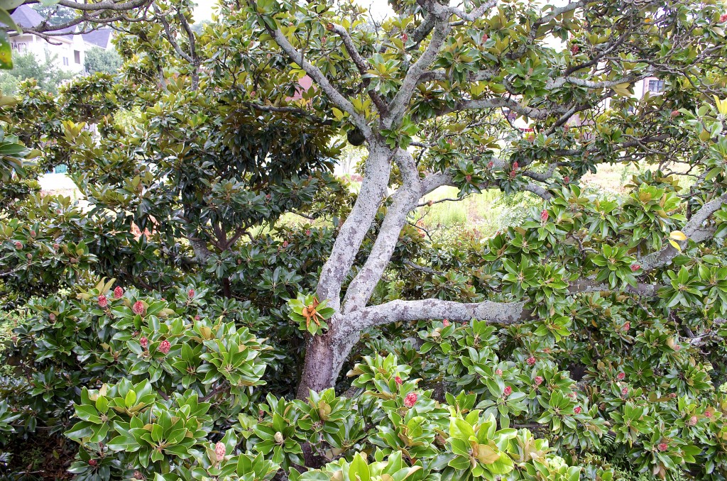 This is a picture inside the canopy of one of the trees from the cherry picker bucket. Lots of healthy growth...