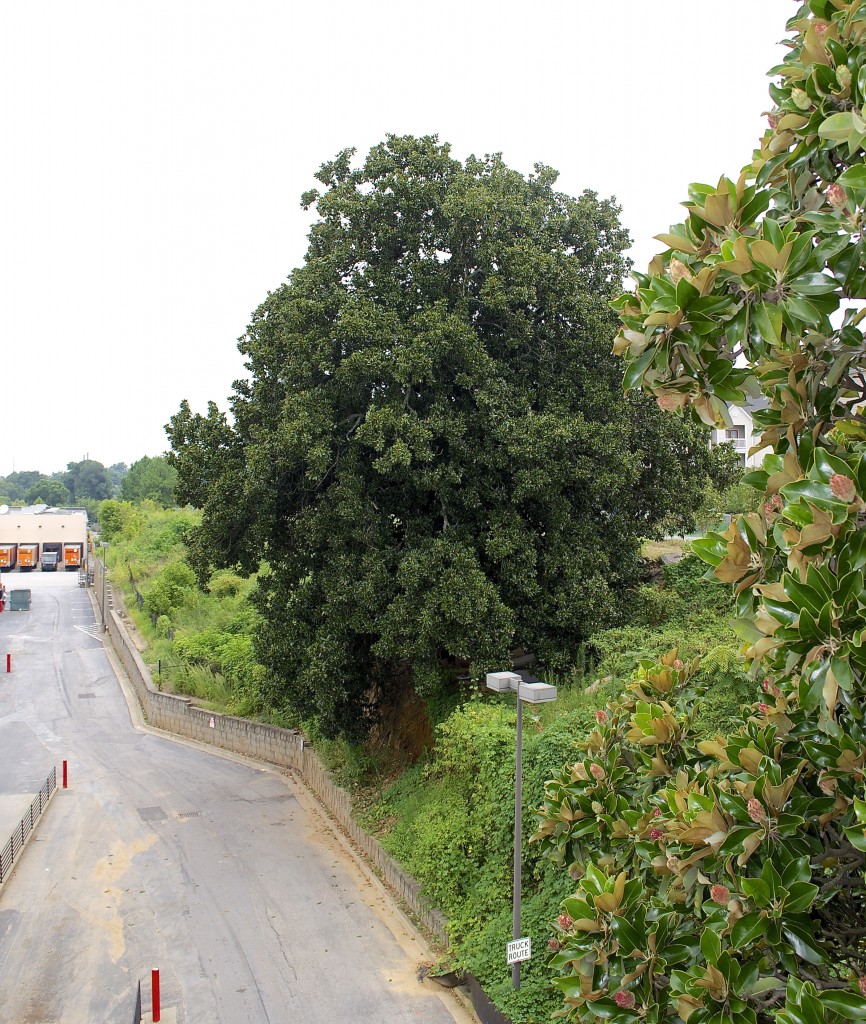 View of the northernmost magnolia from the bucket with leaves of the other tree in the foreground.