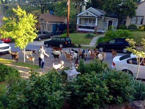 Jailbreak! Goats loose on Rosedale Dr. Photo credit Kay Stephenson