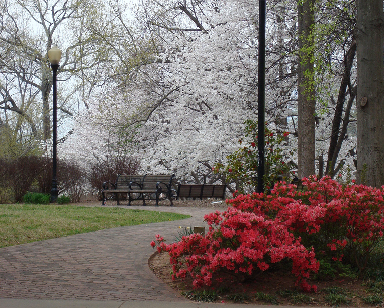 JHP_spring azaleas