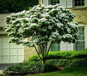 Kousa dogwood